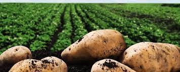 Информация для ЛПХ, планирующим выращивать овощи и/или картофель.